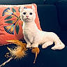 cat, white_cat, pet, sofa, cushion, toy_mouse, feather_toy, indoor, feline, alert, cute, domestic_animal, whiskers, fur, animal, playful, resting, closeup, household, curious