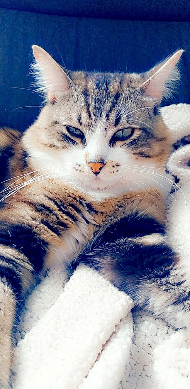 Plouf a rejoint le concours — aidez-le/la à gagner de superbes lots ! art, carnivore, cat, claw, cloud, domestic_short_haired_cat, electric_blue, felidae, freezing, fur, meteorological_phenomenon, paw, sky, sleep, small_to_medium_sized_cats, snout, snow, tail, whiskers, winter