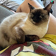 Miso is registered to the contest to win money with this photo: cat, siamese_cat, lap, person, yellow_shirt, indoor, couch, relaxing, sleeping, pet, furry, animal, resting, cozy, casual, home, comfort, fur, paw, mammal