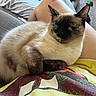 cat, siamese_cat, lap, person, yellow_shirt, indoor, couch, relaxing, sleeping, pet, furry, animal, resting, cozy, casual, home, comfort, fur, paw, mammal
