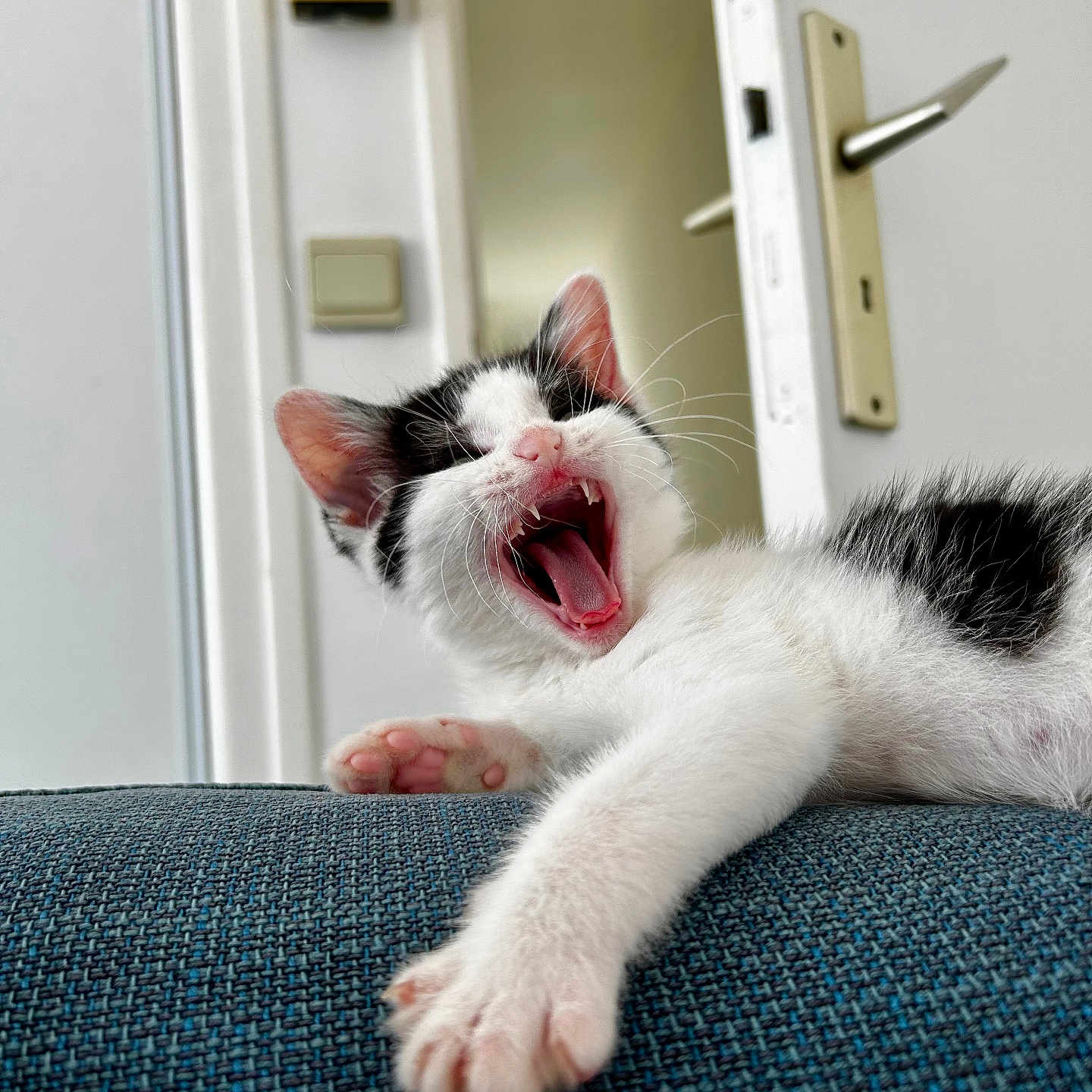 Vodka a rejoint le concours — aidez-le/la à gagner de superbes lots ! abyssinian, animal, architecture, bodypart, building, cat, couch, face, finger, furniture, hand, head, indoors, kitten, manx, mouth, person, pet, teeth, tongue