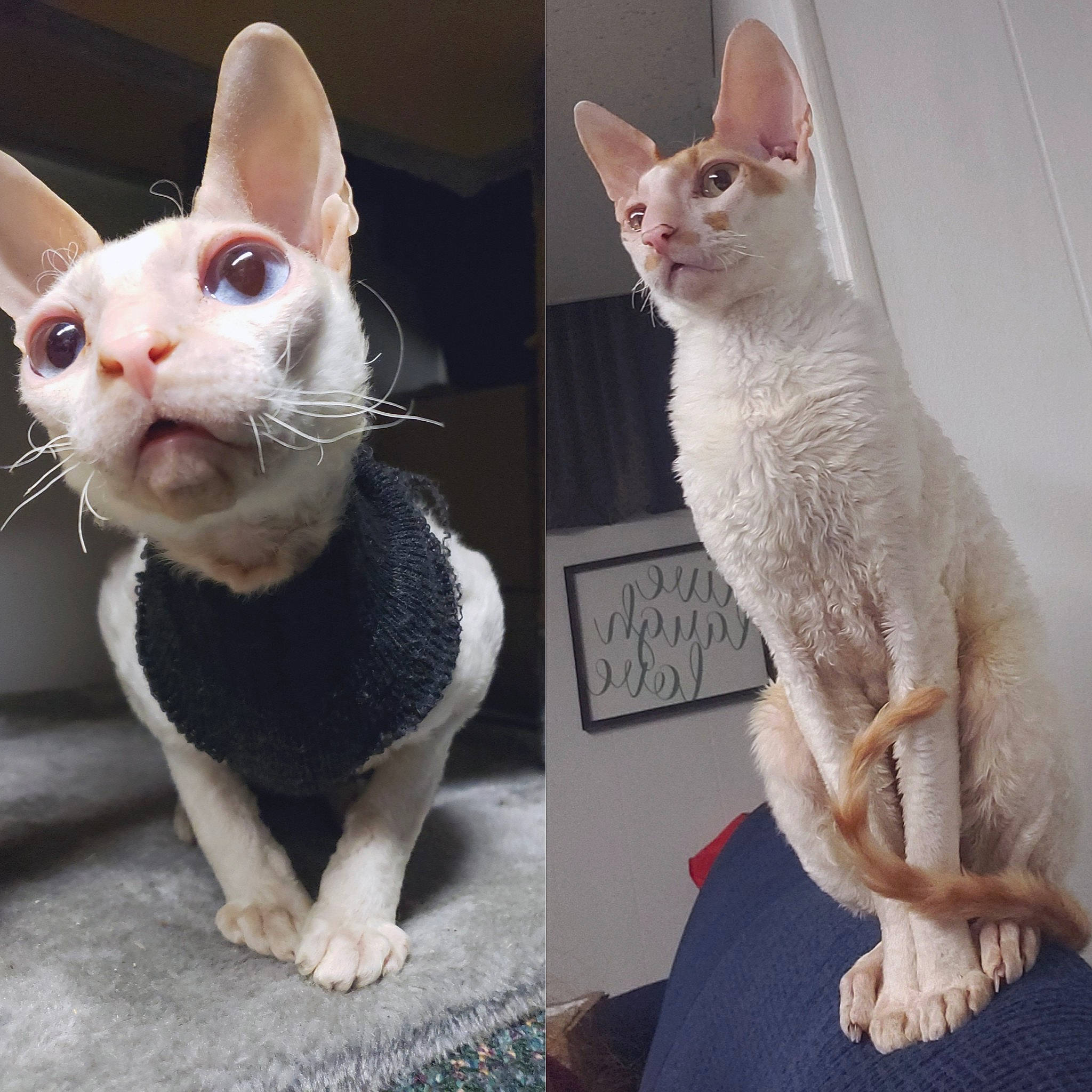 Fred And Bug joined the competition — help win amazing prizes! carnivore, cat, comfort, creative_arts, domestic_short_haired_cat, ear, fawn, felidae, fur, gesture, grey, paw, photo_caption, sitting, small_to_medium_sized_cats, snout, tail, whiskers, white, window