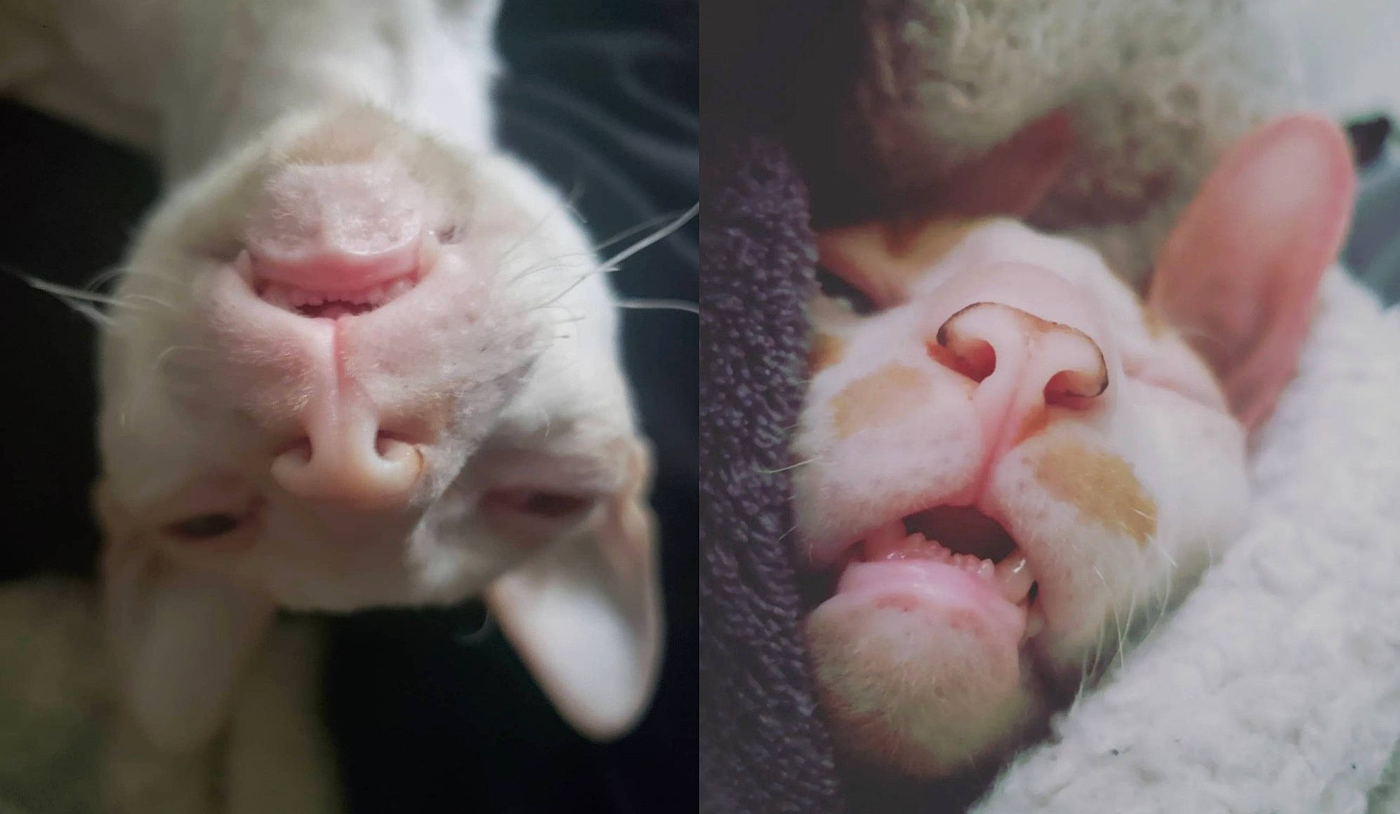 Fred And Bug joined the competition — help win amazing prizes! carnivore, cat, dog_breed, ear, eyelash, fawn, felidae, fur, gesture, head, jaw, livestock, mouth, nail, nose, skin, small_to_medium_sized_cats, snout, vertebrate, whiskers