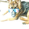 dog, german_shepherd, puppy, sunglasses, blue, flag, french_flag, pet, animal, indoor, floor, lying_down, cute, fur, ears, canine, companion, domestic_animal, portrait, playful