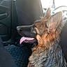 dog, german_shepherd, pet, animal, car_interior, seat, tongue_out, fur, ears, happy, side_view, domestic_animal, vehicle, transportation, companion, mammal, canine, sitting, close_up, indoor