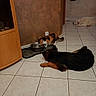 cat, dog, indoor, tile_floor, water_bowl, calico_cat, black_dog, white_dog, resting, drinking, home, furniture, cabinet, wall, floor, pet, animal, relaxing, cozy, domestic