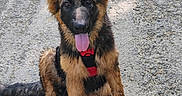 Browny a rejoint le concours — aidez-le/la à gagner de superbes lots ! dog, puppy, german_shepherd, animal, pet, outdoor, sitting, tongue_out, fur, ears, road, gravel, sunlight, nature, cute, young, canine, playful, happy, friendly