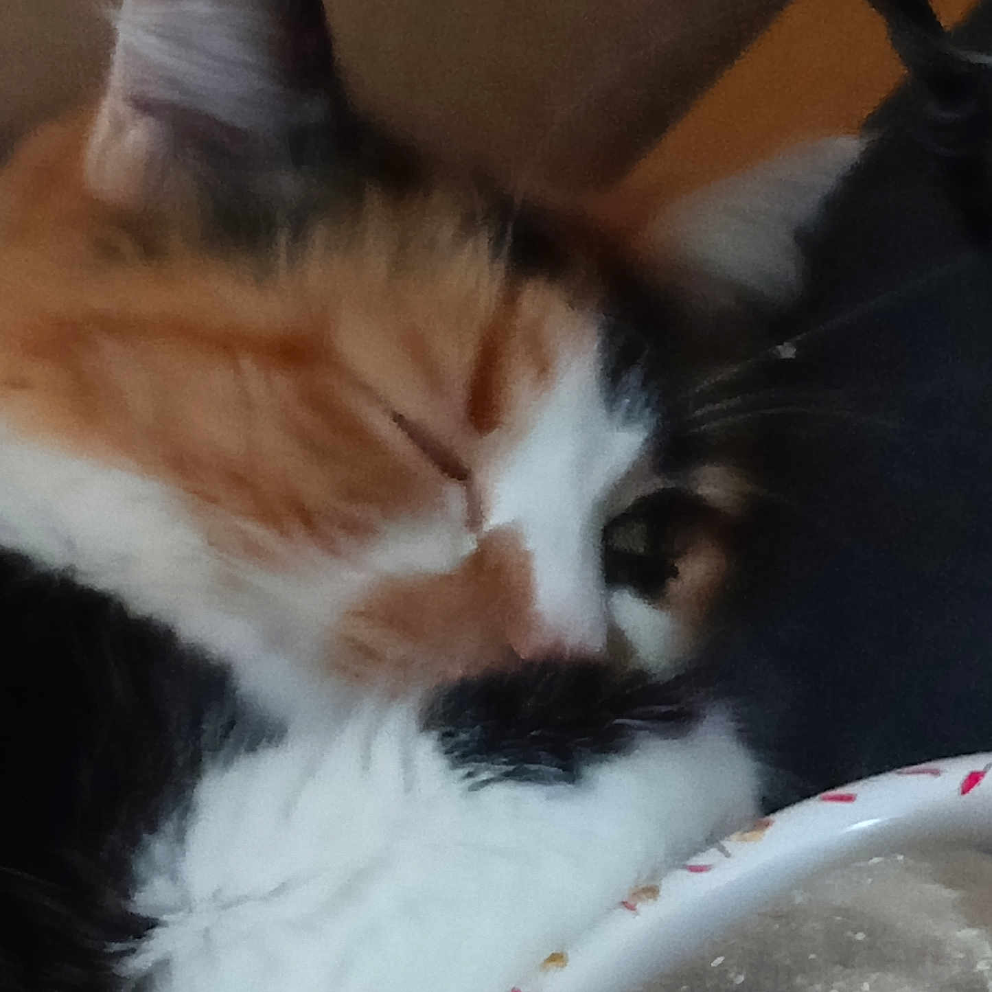Isis a rejoint le concours — aidez-le/la à gagner de superbes lots ! cat, calico, close_up, sleeping, food_bowl, feline, pet, whiskers, fur, indoor, cozy, relaxed, animal, domestic, face, ear, nose, mouth, resting, soft_focus