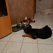 Isis a rejoint le concours — aidez-le/la à gagner de superbes lots ! cat, dog, indoor, floor, tile_floor, water_bowl, calico_cat, resting_dog, lying_dog, brown_wall, cabinet, mat, pet, animal, domestic, home, quiet, relaxed, floor_tiles, sleeping_dog