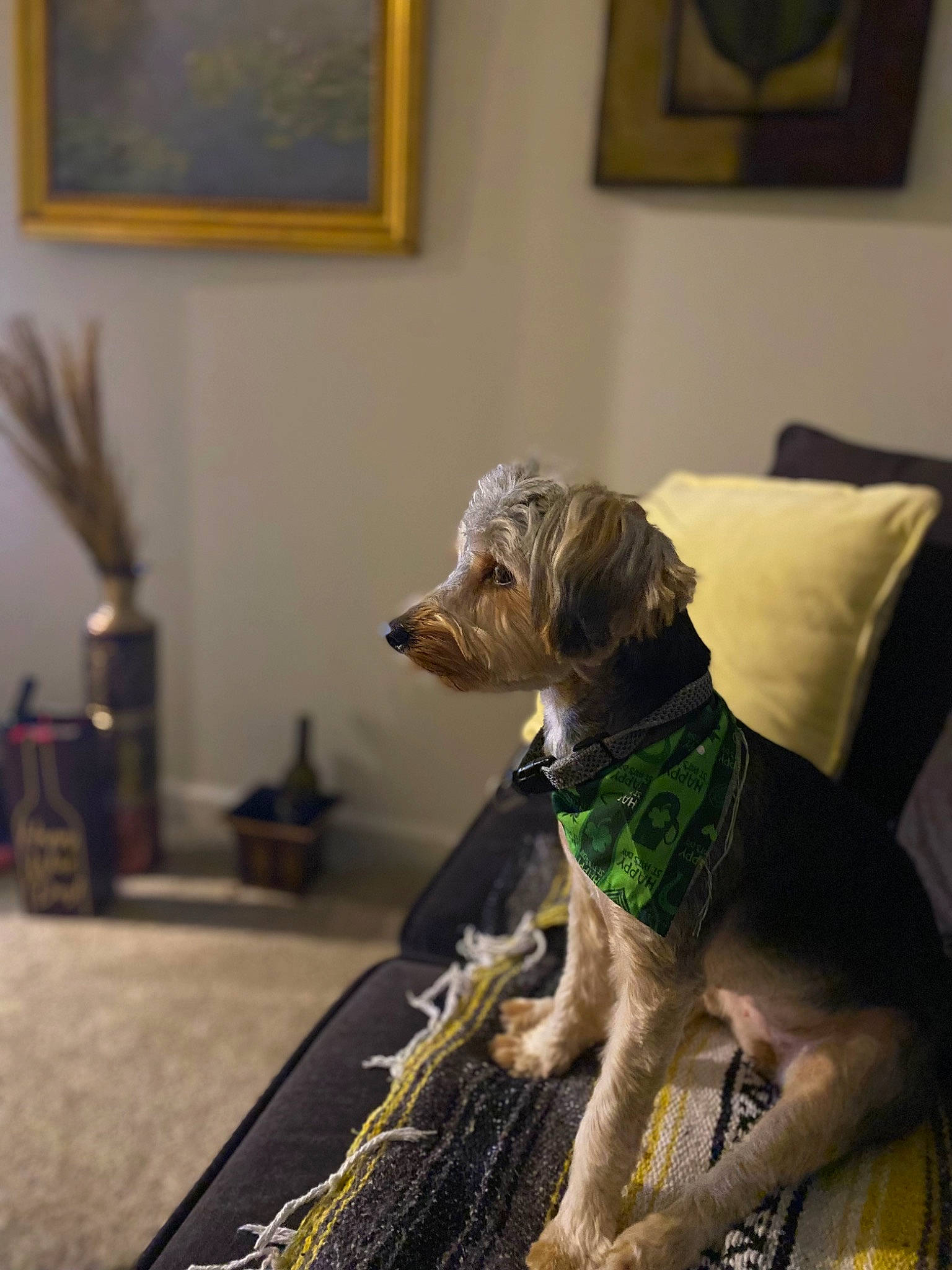 Sasha Marie Fisher joined the competition — help win amazing prizes! carnivore, chair, comfort, companion_dog, couch, dog, dog_breed, dog_clothes, dog_supply, fawn, floor, flooring, fur, hardwood, liver, picture_frame, snout, toy_dog, wood, working_animal