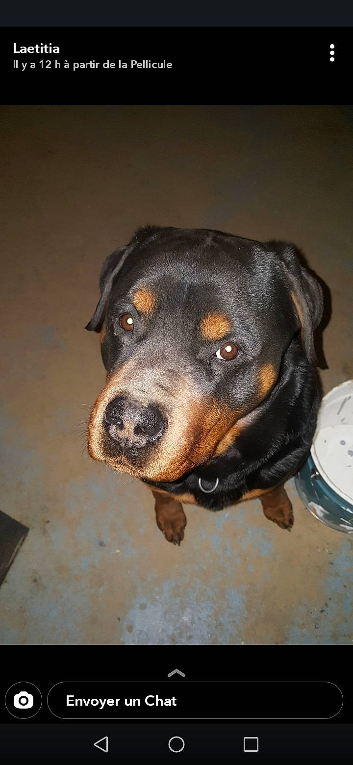 Largo a rejoint le concours — aidez-le/la à gagner de superbes lots ! austrian_black_and_tan_hound, canidae, carnivore, companion_dog, dog, dog_breed, guard_dog, hunting_dog, puppy, rottweiler, sporting_group, whiskers, working_animal, working_dog