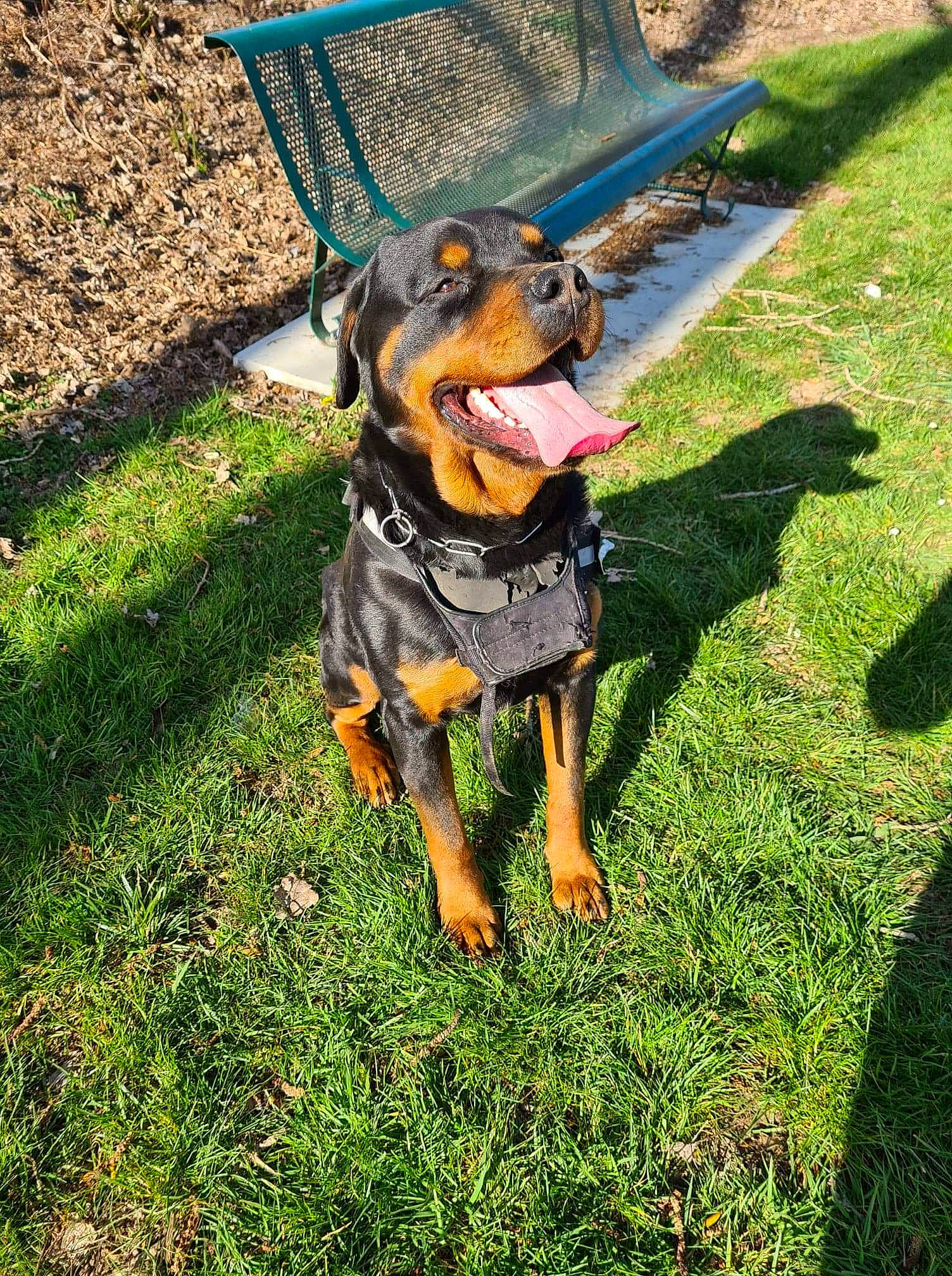 Largo participe au concours pour gagner de l'argent avec cette photo : canidae, carnivore, companion_dog, dog, dog_breed, dog_supply, fawn, german_pinscher, grass, guard_dog, hunting_dog, lawn, outdoor_furniture, personal_protective_equipment, pinscher, sporting_group, tail, toy_dog, working_animal, working_dog