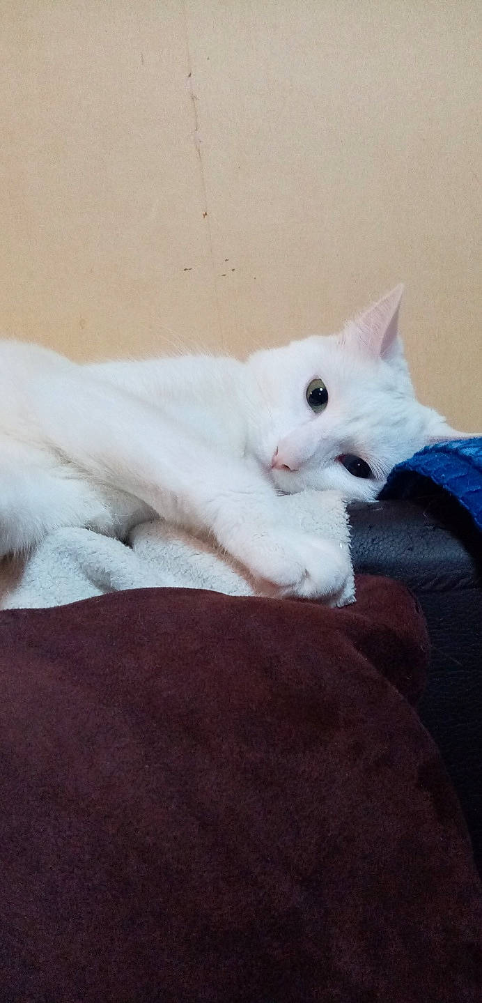 Osiris participe au concours pour gagner de l'argent avec cette photo : bed, bedding, carnivore, cat, claw, comfort, domestic_short_haired_cat, fawn, felidae, fur, linens, nap, paw, small_to_medium_sized_cats, snout, tail, terrestrial_animal, whiskers