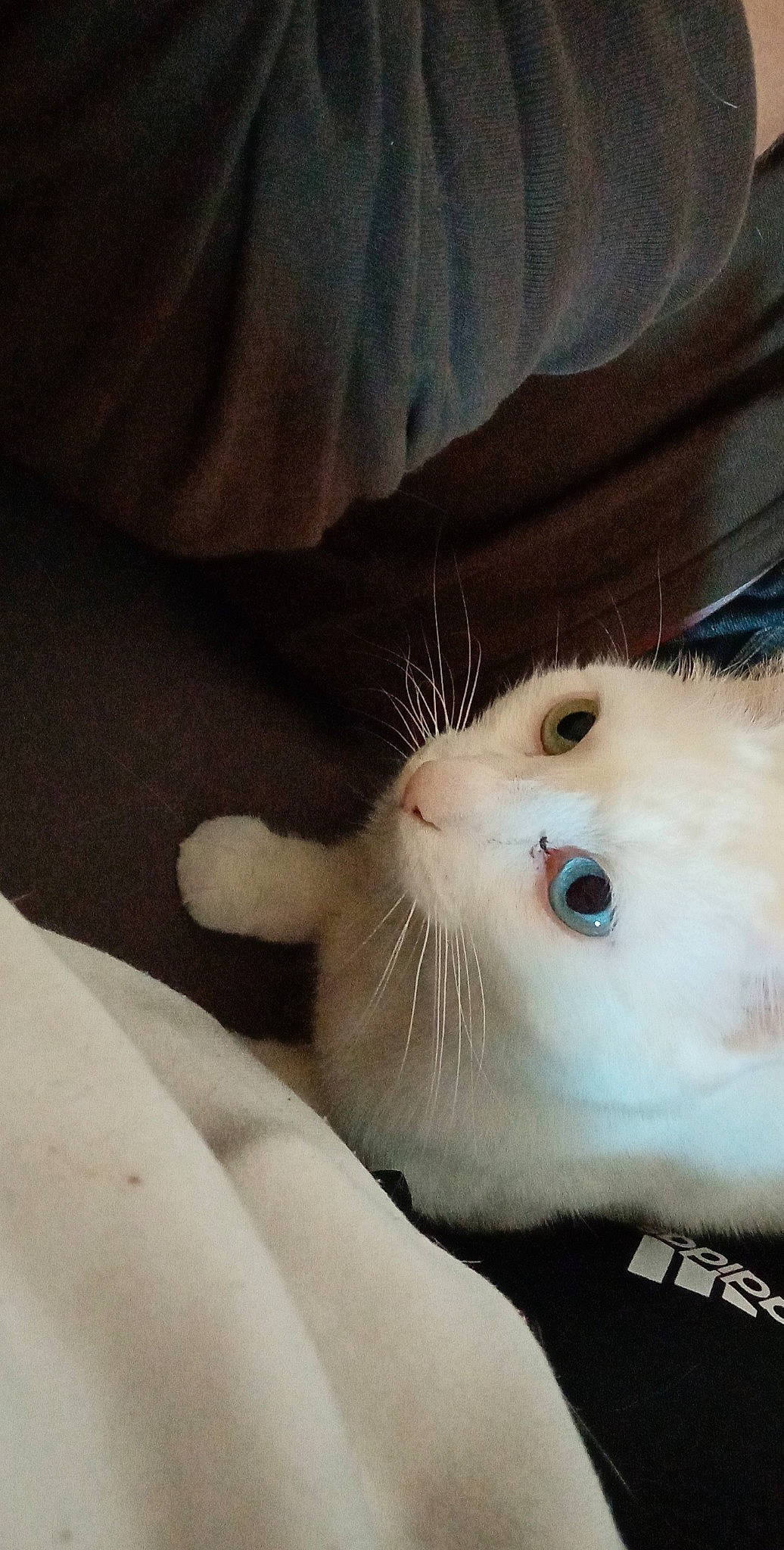 Osiris a rejoint le concours — aidez-le/la à gagner de superbes lots ! box, carnivore, cat, claw, comfort, domestic_short_haired_cat, eye, fawn, felidae, fur, paw, small_to_medium_sized_cats, snout, tail, whiskers