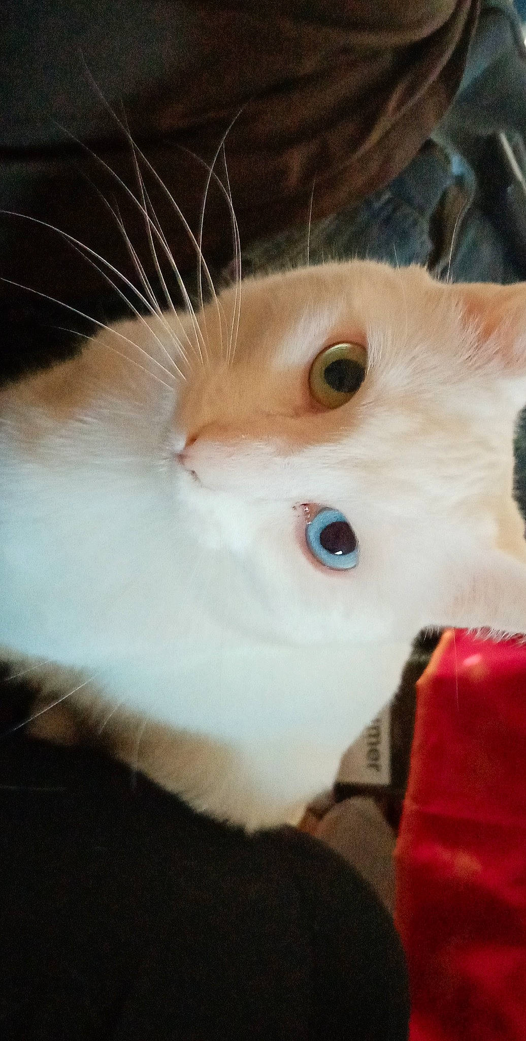 Osiris participe au concours pour gagner de l'argent avec cette photo : carnivore, cat, close_up, domestic_short_haired_cat, ear, eye, eyebrow, eyelash, fawn, felidae, fur, head, iris, natural_material, nose, small_to_medium_sized_cats, snout, tail, terrestrial_animal, whiskers