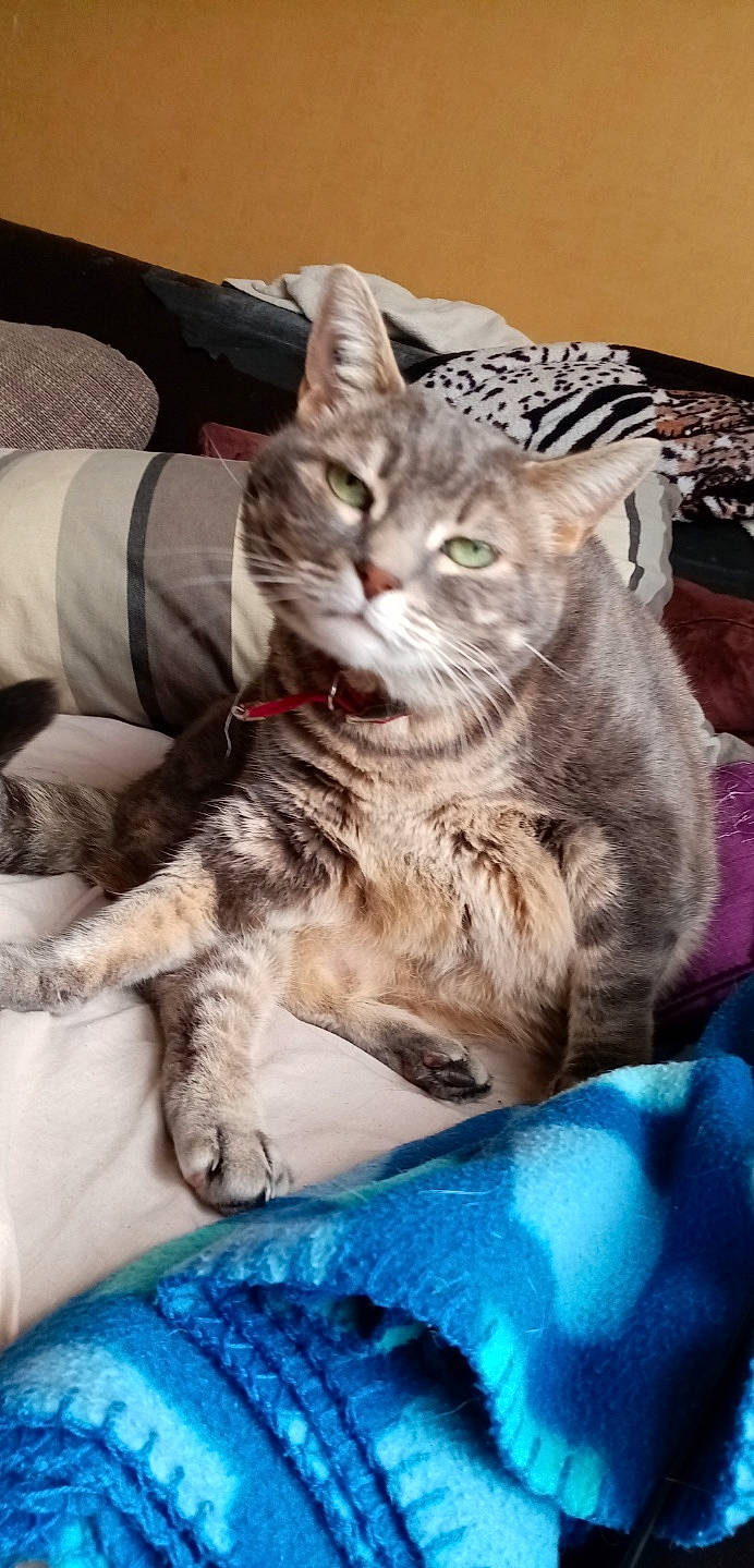 Fiesta participe au concours pour gagner de l'argent avec cette photo : carnivore, cat, claw, comfort, couch, domestic_short_haired_cat, felidae, fur, lap, linens, paw, sitting, small_to_medium_sized_cats, tail, whiskers