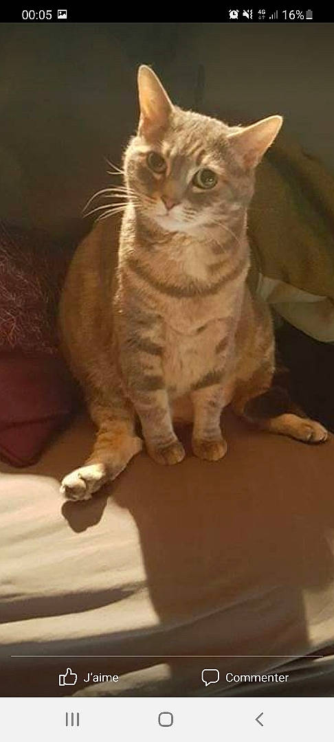 Fiesta participe au concours pour gagner de l'argent avec cette photo : carnivore, cat, claw, domestic_short_haired_cat, fawn, felidae, fur, paw, small_to_medium_sized_cats, tail, terrestrial_animal, whiskers, wildlife, wood