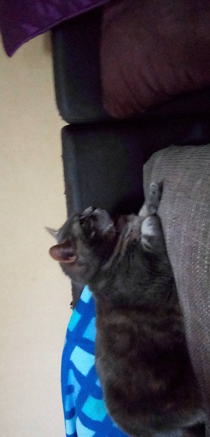 Fiesta participe au concours pour gagner de l'argent avec cette photo : black_cat, canidae, carnivore, cat, claw, comfort, couch, dog_breed, domestic_short_haired_cat, electric_blue, felidae, flooring, fur, gesture, small_to_medium_sized_cats, snout, sporting_group, tail, whiskers, window