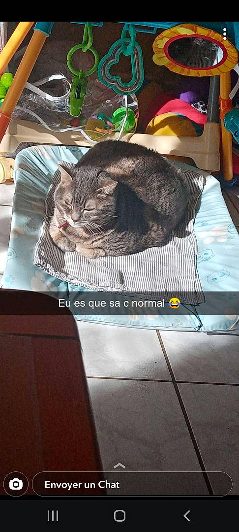 Fiesta participe au concours pour gagner de l'argent avec cette photo : box, cardboard, carnivore, cat, comfort, domestic_short_haired_cat, felidae, flooring, fur, nap, paper, paper_product, photo_caption, rectangle, sitting, small_to_medium_sized_cats, tableware, tail, whiskers