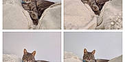 Clara a rejoint le concours — aidez-le/la à gagner de superbes lots ! cat, tabby, pet, feline, collar, green_eyes, paws, whiskers, ears, fur, blanket, bedding, cozy, relaxed, lounging, portrait, indoor, wall, collage, four_panel