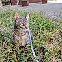 Clara participe au concours pour gagner de l'argent avec cette photo : cat, tabby_cat, pet, grass, leash, outdoor, building, planter, window, pavement, greenery, whiskers, yellow_eyes, nature, sitting, portrait, close_up, curious, urban, ground