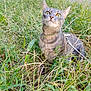 Clara a rejoint le concours — aidez-le/la à gagner de superbes lots ! cat, tabby_cat, pet, grass, outdoors, whiskers, green_eyes, harness, leash, nature, portrait, sitting, curious, wide_eyes, close_up, fur, ears, yard, ground, plant