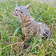 Clara participe au concours pour gagner de l'argent avec cette photo : cat, grass, outdoor, pet, harness, leash, chewing, whiskers, green, nature, portrait, feline, mouth_open, play, close_up, eyes, fur, sitting, backyard, tall_grass