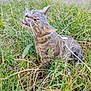 cat, grass, outdoor, pet, harness, leash, chewing, whiskers, green, nature, portrait, feline, mouth_open, play, close_up, eyes, fur, sitting, backyard, tall_grass