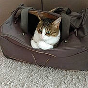 Bebo participe au concours pour gagner de l'argent avec cette photo : carpet, cat, cozy, curious, duffel_bag, fabric, feline, green_eyes, home_interior, indoor, luggage, paws, pet, portrait, resting, sitting, striped, tabby, whiskers, zipper