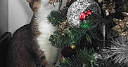 Bebo participe au concours pour gagner de l'argent avec cette photo : bauble, biting, cat, christmas_tree, closeup, curious, decoration, festive, fur, gold, green, holiday, indoor, ornament, pet, pine_branch, playful, red, sitting, tinsel