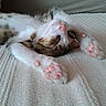 Bebo a rejoint le concours — aidez-le/la à gagner de superbes lots ! blanket, cat, close_up, fabric, fur, indoor, kitten, nose, paw, paw_pads, pet, pink_paws, portrait, relaxed, sleeping, sofa, tabby, toe_beans, whiskers, white_fur