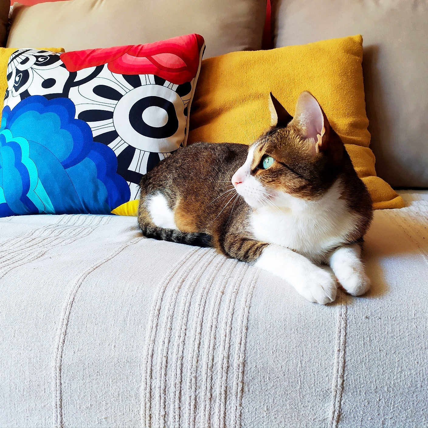 Bebo participe au concours pour gagner de l'argent avec cette photo : blanket, blue_pattern, cat, colorful_pillow, couch, domestic_animal, fur, green_eyes, home_interior, indoor, lounging, paws, pet, pillow, relaxed, sofa, tabby_cat, textile, whiskers, yellow_pillow
