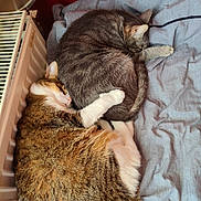 Clara Et Bebo a rejoint le concours — aidez-le/la à gagner de superbes lots ! cat, cats, sleeping, curled_up, cuddling, tabby_cat, gray_cat, pet, indoor, bed, bedding, blanket, radiator, lamp, paw, fur, whiskers, nap, cozy, pair