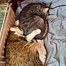 bed, bedding, blanket, cat, cats, cozy, cuddling, curled_up, fur, gray_cat, indoor, lamp, nap, pair, paw, pet, radiator, sleeping, tabby_cat, whiskers