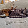 blanket, cat, cats, couch, cozy, cuddling, domestic_animal, feline, fur, gray_cat, indoor, nap, pair, pet, pillow, resting, sleeping, tabby_cat, tail, whiskers