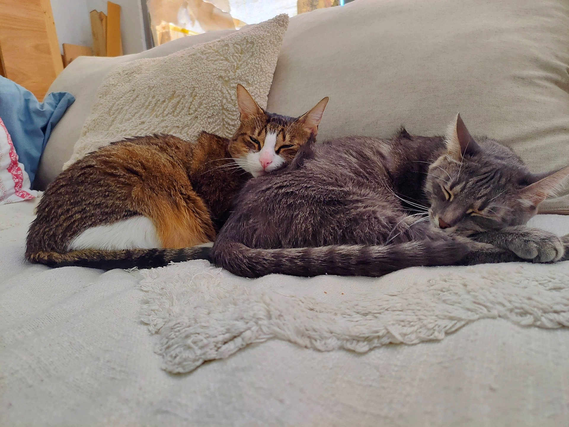 Clara Et Bebo a rejoint le concours — aidez-le/la à gagner de superbes lots ! cat, cats, tabby_cat, gray_cat, feline, sleeping, nap, cuddling, couch, pillow, blanket, indoor, pet, whiskers, tail, fur, cozy, resting, pair, domestic_animal