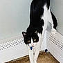 cat, black_and_white, stretching, indoor, carpet, heater_vent, curious, pet, feline, collar, yellow_eyes, four_legs, fur, whiskers, ears, domestic_animal, household, corner, playing, looking