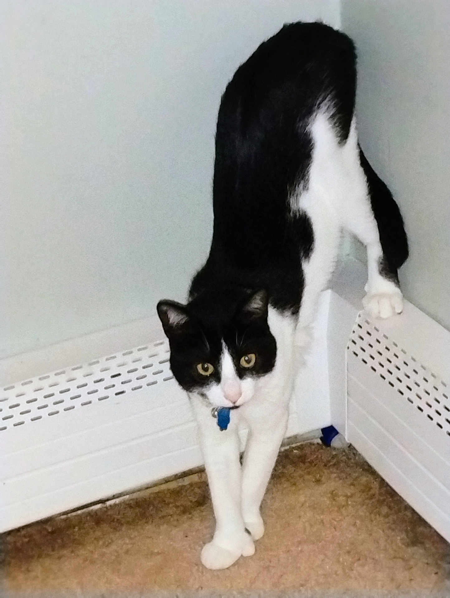 Sir Salem