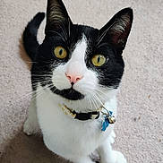 Sir Salem joined the competition — help win amazing prizes! cat, tuxedo_cat, yellow_eyes, pink_nose, whiskers, collar, bell, blue_tag, carpet, indoor, pet, feline, cute, curious, sitting, looking_up, black_and_white, animal, domestic_cat, close_up