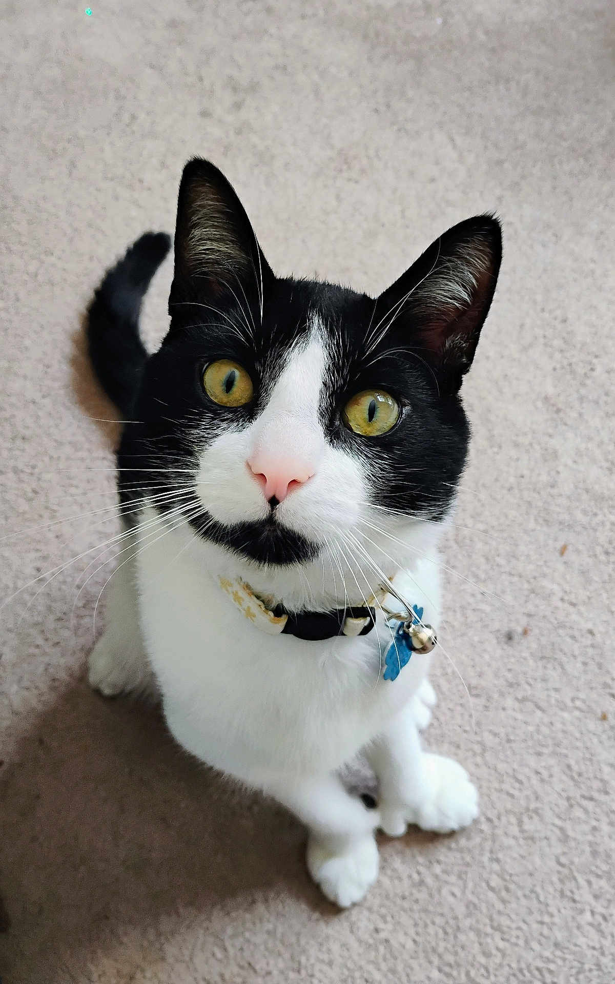 Sir Salem