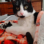 Sir Salem joined the competition — help win amazing prizes! black_and_white_cat, blanket, cat, cozy, ears, eyes, face, furniture, home, indoor, lamp, orange_blanket, paw, pet, relaxed, sparkles, tail, television, whiskers, wooden_drawer