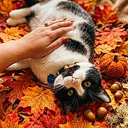 Salem joined the competition — help win amazing prizes! acorns, autumn_leaves, black_and_white_cat, cat, close_up, cozy, cute, fall, feline, hand, indoor, knitted_pumpkin, nature, orange_nails, petting, relaxation, seasonal, soft_texture, window_light, yellow_eyes