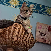 Marie joined the competition — help win amazing prizes! cat, kitten, tabby, cat_tree, woven, indoor, wall_art, butterfly, celestial, sun, moon, blue_wall, collar, pet, curious, feline, furniture, laser_dots, decor, cute