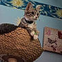 cat, kitten, tabby, cat_tree, woven, indoor, wall_art, butterfly, celestial, sun, moon, blue_wall, collar, pet, curious, feline, furniture, laser_dots, decor, cute