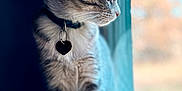 Marie is registered to the contest to win money with this photo: cat, tabby, pet, animal, indoor, window, collar, tag, feline, whiskers, side_view, looking_out, blurred_background, natural_light, domestic_cat, curious, close_up, soft_focus, sitting, profile