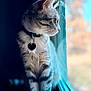 cat, tabby, pet, animal, indoor, window, collar, tag, feline, whiskers, side_view, looking_out, blurred_background, natural_light, domestic_cat, curious, close_up, soft_focus, sitting, profile