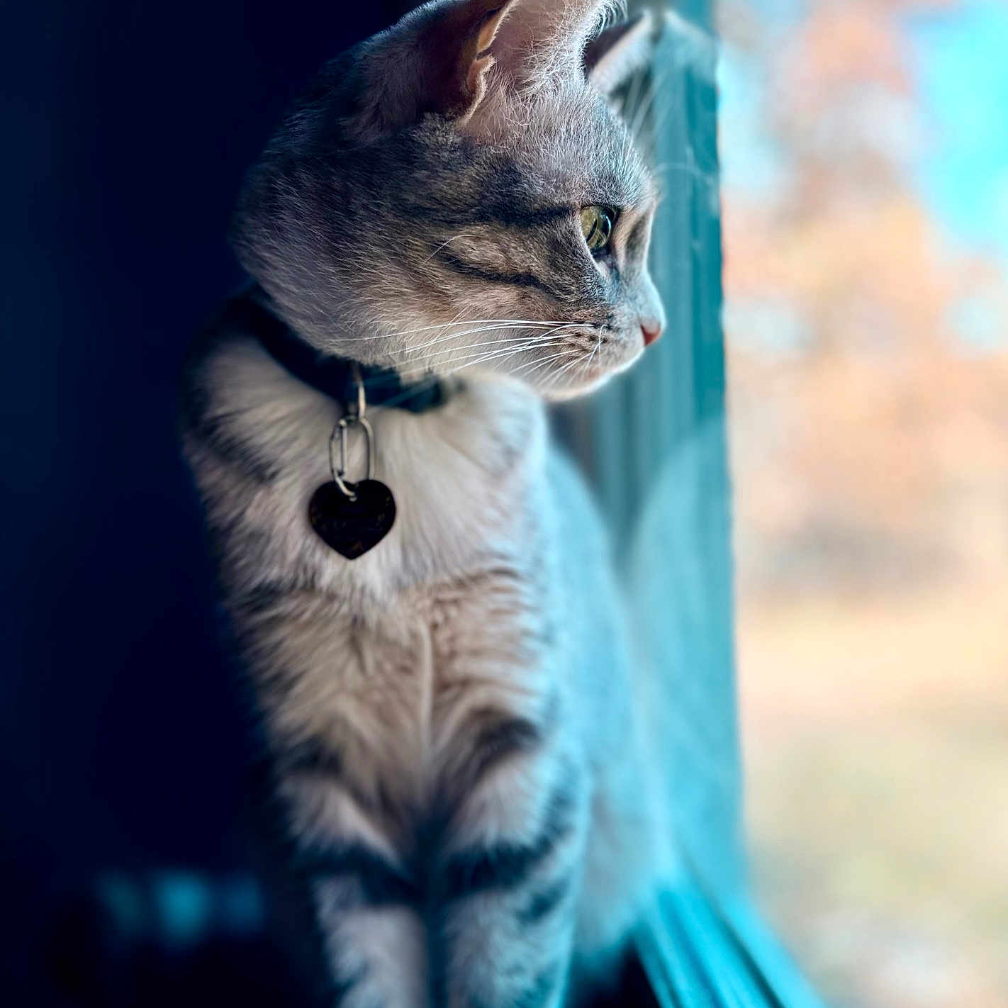 Marie is registered to the contest to win money with this photo: animal, blurred_background, cat, close_up, collar, curious, domestic_cat, feline, indoor, looking_out, natural_light, pet, profile, side_view, sitting, soft_focus, tabby, tag, whiskers, window