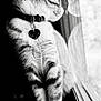 Marie is registered to the contest to win money with this photo: cat, black_and_white, reflection, window, curious, feline, collar, pet, animal, indoor, closeup, portrait, whiskers, soft_light, fur, striped, paws, still_life, domestic_cat, looking_out