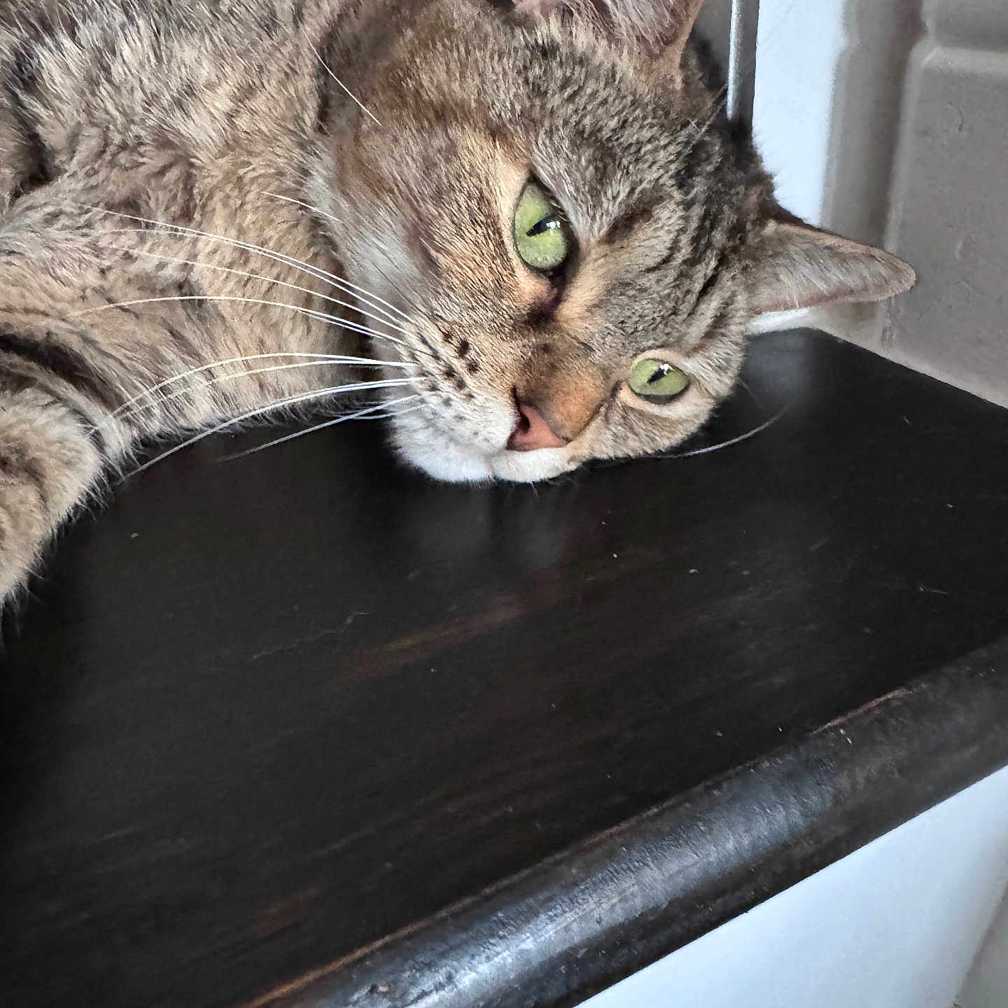 Darla joined the competition — help win amazing prizes! abyssinian, angora, animal, bench, cat, desk, drawer, egyptiancat, furniture, hardwood, kitten, manx, person, pet, shelf, sleeping, table, window, windowsill, wood