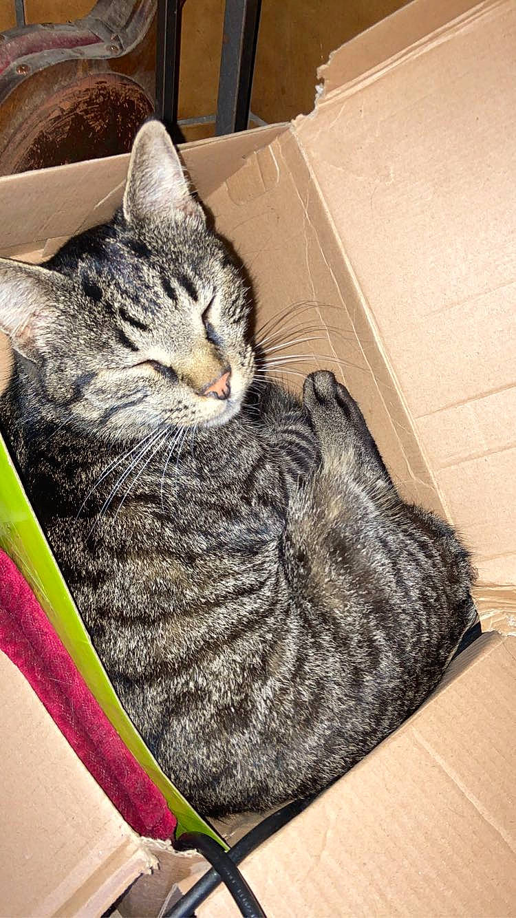 Pépito a rejoint le concours — aidez-le/la à gagner de superbes lots ! carnivore, cat, comfort, domestic_short_haired_cat, felidae, flooring, fur, grey, hardwood, pattern, paw, sitting, small_to_medium_sized_cats, snout, tail, tree, whiskers, wood